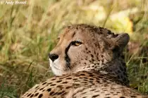 Geparde sind reine Savannen- und Steppentiere.