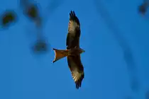 Flugbild des Rotmilan - 30.09.2011