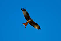 Flugbild des Rotmilan - 30.09.2011