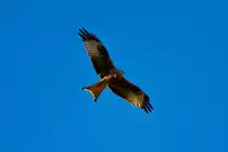 Flugbild des Rotmilan - 30.09.2011