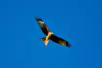 Flugbild des Rotmilan - 30.09.2011