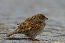  Kleiner ,,Dreckspatz  - 23.08.2011