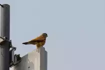 Was macht der Turmfalke auf der Richtfunkantenne ? - 12.05.2011