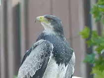 K�ln-Deutz, Adler auf der Photokina 2008