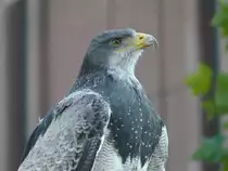 K�ln-Deutz, Adler auf der Photokina 2008