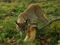 Neugierig wird der Baumstumpf von einem Luchs untersucht, gesehen am 13.11.2011 im Wildfreigehege Hellenthal in der Eifel.
