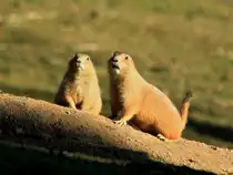 Zwei Murmeltiere genie�en die Sonne des 13.11.2011 im Wildfreigehege Hellenthal in der Eifel.