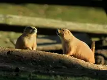 Zwei Murmeltiere genie�en die Sonne des 13.11.2011 im Wildfreigehege Hellenthal in der Eifel.