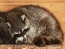 Dsender Waschbr am 13.11.2011 im Wildfreigehege Hellenthal in der Eifel.