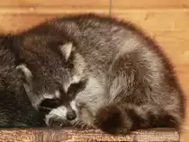 D�sender Waschb�r am 13.11.2011 im Wildfreigehege Hellenthal in der Eifel.