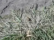 Fast schon verloren erscheint diese Kr�te,die es sich am 15.8.2011 bei herrlichem Sonnenschein am Frauenkirchner Bahnhof gem�tlich macht.