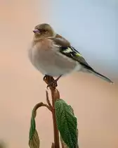 m�nnlicher Buchfink bei einer Rast im Garten.