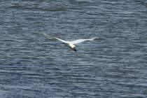 Ein Silberreiher flieg tber den Lac du Der; 17.11.2011