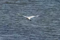 Ein Silberreiher flieg t�ber den Lac du Der; 17.11.2011