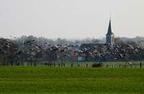 Zeitgleich starten am Abend ber hundert Kraniche einer groen Formation von ihrem Futterplatz in der Champagne zu dem Schlafplatz am Lac du Der, wo sie mit 10000en Kraniche bernachtet; 17.11.2011
