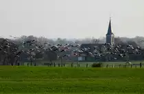 Zeitgleich starten am Abend �ber hundert Kraniche einer gro�en Formation von ihrem Futterplatz in der Champagne zu dem Schlafplatz am Lac du Der, wo sie mit 10000en Kraniche �bernachtet; 17.11.2011
