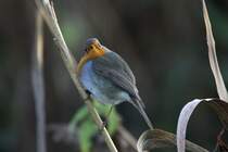 Ein Rotkehlchen im Schilf am Lac du Der; 17.11.2011