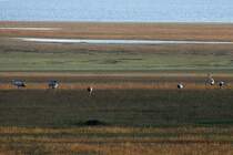 Am Abend haben sich Kraniche im Bruch am Lac du Der niedergelassen; 17.11.2011