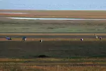 Am Abend haben sich Kraniche im Bruch am Lac du Der niedergelassen; 17.11.2011