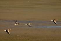 Graugnse staten ber dem Bruch am Lac du Der; 17.11.2011