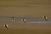 Graug�nse staten �ber dem Bruch am Lac du Der; 17.11.2011