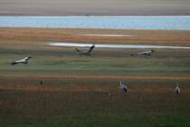 An jedem Novemberabend kommen gegen 17.00 Uhr 10.000de Kraniche von ihren Nahrungspltzen in der Champange zurck zu ihren Schlafpltzen am Lac du Der geflogen; 17.11.2011