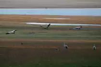 An jedem Novemberabend kommen gegen 17.00 Uhr 10.000de Kraniche von ihren Nahrungspl�tzen in der Champange zur�ck zu ihren Schlafpl�tzen am Lac du Der geflogen; 17.11.2011