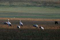 Gegen 17.00 Uhr an jedem Novemberabend kommen 10.000de Kraniche von ihren Nahrungspltzen in der Champange zurck zu ihren Schlafpltzen am Lac du Der geflogen; 17.11.2011