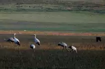Gegen 17.00 Uhr an jedem Novemberabend kommen 10.000de Kraniche von ihren Nahrungspl�tzen in der Champange zur�ck zu ihren Schlafpl�tzen am Lac du Der geflogen; 17.11.2011