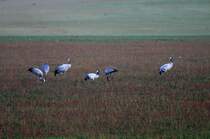 Auf ihren Zug von Skandinavien nach Spanien ist der Lac du Der in der Champagne ein wichtiges Herbstquartier. 10.000de Kraniche machen dann hier Rast auf ihrer 4000 km langen Reise; 17.11.2011