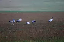 Auf ihren Zug von Skandinavien nach Spanien ist der Lac du Der in der Champagne ein wichtiges Herbstquartier. 10.000de Kraniche machen dann hier Rast auf ihrer 4000 km langen Reise; 17.11.2011
