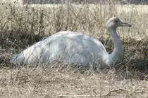 Albino-Nandu (Rhea americana) am 16.6.2010 bei Montemor-o-Velho (Europaradise Parque Zool�gico).