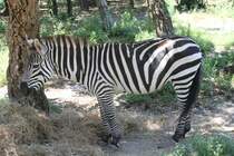 Bhmzebras (Equus quagga boehmi) am 16.6.2010 bei Montemor-o-Velho (Europaradise Parque Zoolgico).