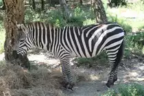 B�hmzebras (Equus quagga boehmi) am 16.6.2010 bei Montemor-o-Velho (Europaradise Parque Zool�gico).