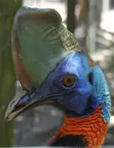 Helmkasuar (Casuarius casuarius) am 16.6.2010 bei Montemor-o-Velho (Europaradise Parque Zool�gico).