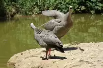 Zwei H�hnerg�nse (Cereopsis novaehollandiae) beim Streit. 16.6.2010 bei Montemor-o-Velho (Europaradise Parque Zool�gico).