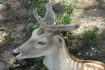 Damhirsch (Dama dama) am 16.6.2010 bei Montemor-o-Velho (Europaradise Parque Zool�gico).