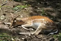 M�der Damhirsch (Dama dama) am 16.6.2010 bei Montemor-o-Velho (Europaradise Parque Zool�gico).