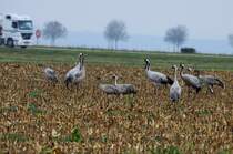 Kraniche an der RN 4 bei Saint Dizier; 18.11.2011