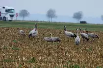 Kraniche an der RN 4 bei Saint Dizier; 18.11.2011