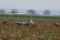 Kraniche an der RN 4 bei Saint Dizier; 18.11.2011