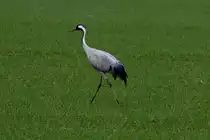 Ein Kranich spaziert �ber ein Feld bei Saint Dizier; 18.11.2011