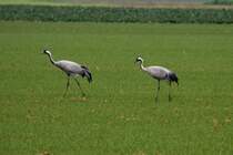 Zwei Kraniche in der Champagne; 18.11.2011