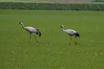 Zwei Kraniche in der Champagne; 18.11.2011
