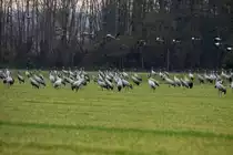 Kraniche auf einem Feld in der Champagne bei Saint Dizier; 18.11.2011