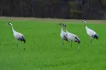 Eine Kranichfamile auf einem Feld am Lac du Der; 18.11.2011