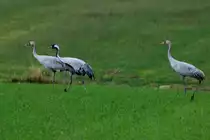Eine Kranich Famile auf einem Feld am Lac du Der; 18.11.2011