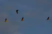 Kraniche kehren von ihren Fre�pl�tzen in der champagne zu den Schlafpl�ten am Lac du Der zur�ck; 18.11.2011