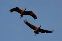 Zwei Alttiere beim Direktflug im Sonnenuntergang ber mich hinweg. Der hahn hat schon ziemlich Federn gelassen. Lac du Der, 18.11.2011