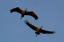 Zwei Alttiere beim Direktflug im Sonnenuntergang �ber mich hinweg. Der hahn hat schon ziemlich Federn gelassen. Lac du Der, 18.11.2011